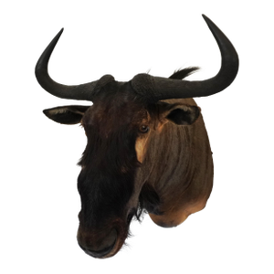 Wildebeest Mount Head Bust