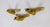 1920s Two Art Deco Gilt Bronze Avian Theater Sconces, Pair For Sale - Image 4 of 11