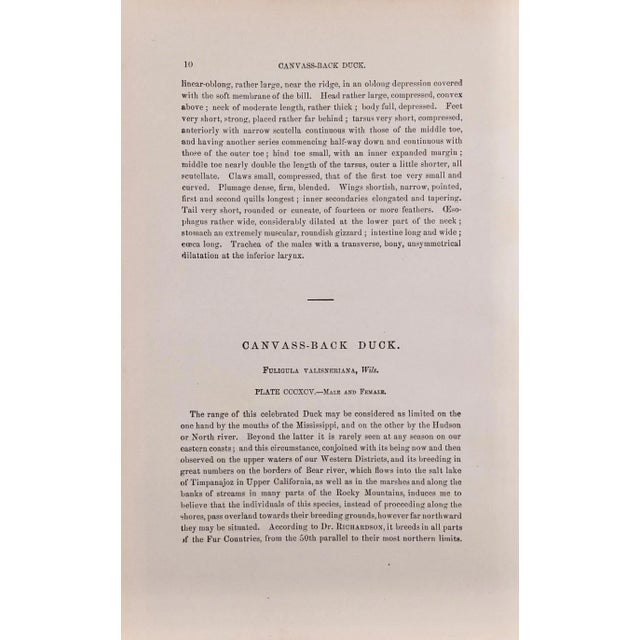 Audubon Canvass Back Duck: An Original 19th C. Audubon Hand-Colored Bird Lithograph, 1870 For Sale In San Francisco - Image 6 of 6