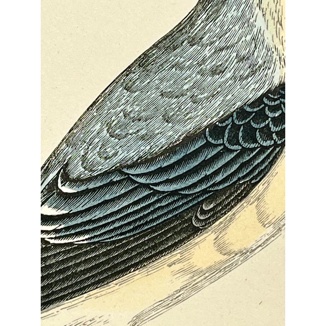 Antique Hand Tinted Bird Print From England Featuring a Black & Blue Wheatear - Circa 1888 For Sale In Dallas - Image 6 of 11