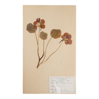 Vintage Swedish Herbarium - Nasturtium, Circa 1958 For Sale
