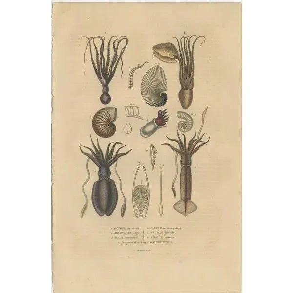 Drapiez, Naturalist Illustrations: Marine Life and Arthropods, 1845, Prints, Set of 3 For Sale - Image 3 of 6
