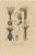 Drapiez, Naturalist Illustrations: Marine Life and Arthropods, 1845, Prints, Set of 3 For Sale - Image 3 of 6
