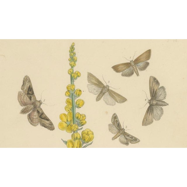 Humphreys & Westwood, British Moths and Caterpillars on Mullein, 1845, Color Lithograph For Sale - Image 4 of 9