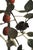 A charming, vintage apple tree candelabra. Features a sculptural, black metal candelabra in the form of an espaliered...