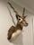 Vintage African Gazelle Large Shoulder Mount Taxidermy With Horns For Sale - Image 4 of 12
