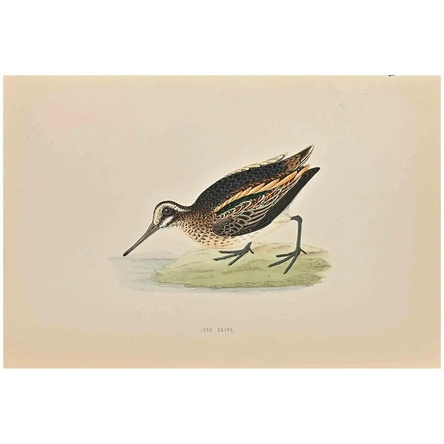 Jack Snipe is a modern artwork realized in 1870 by the British artist Alexander Francis Lydon (1836-1917) . Woodcut print...