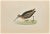 Jack Snipe is a modern artwork realized in 1870 by the British artist Alexander Francis Lydon (1836-1917) . Woodcut print...