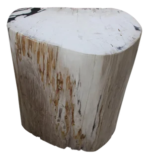 Andrianna Shamaris Soft Toned Rare High Quality Petrified Wood Side Table
