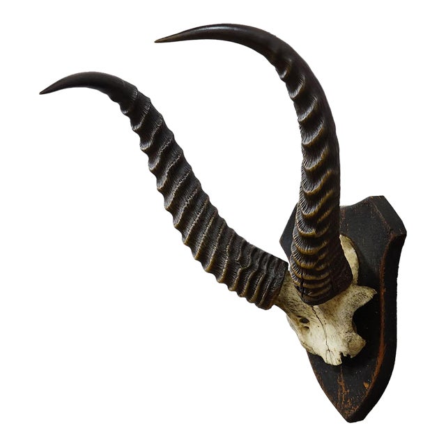 Antique Springbok Trophy on Wooden Plaque, Ca. 1930s For Sale