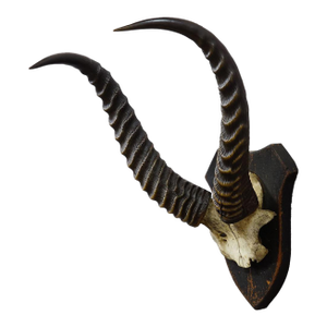 Antique Springbok Trophy on Wooden Plaque, Ca. 1930s