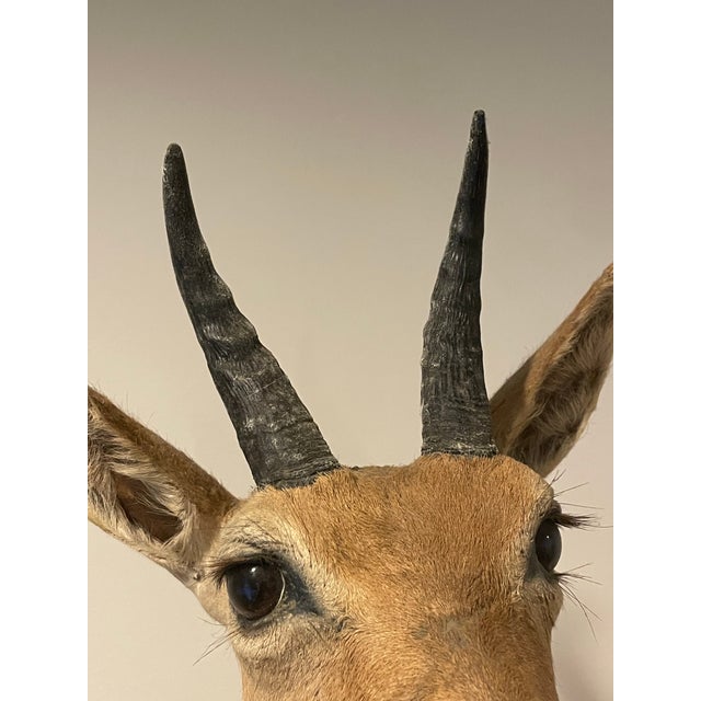 Brown Late 20th Century Reedbuck Shoulder Mount Taxidermy Hunting Trophy For Sale - Image 8 of 12