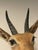 Brown Late 20th Century Reedbuck Shoulder Mount Taxidermy Hunting Trophy For Sale - Image 8 of 12