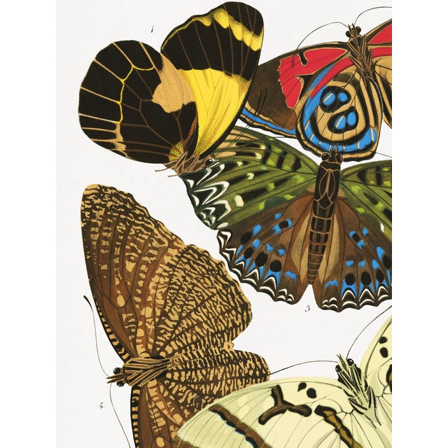 Vintage butterfly giclée art print reproduction, unframed and printed on archival fine art paper, featuring a 1925 natural...