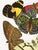 Vintage butterfly giclée art print reproduction, unframed and printed on archival fine art paper, featuring a 1925 natural...