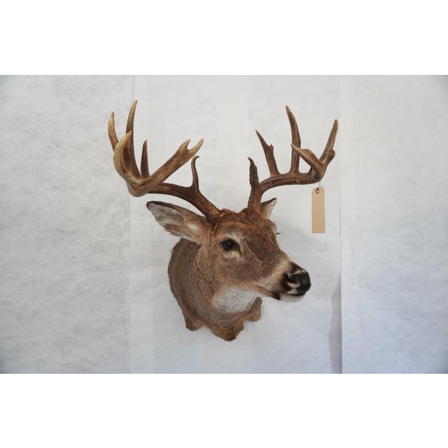 White Tail Deer Head & Shoulder Mount For Sale - Image 4 of 18