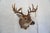 White Tail Deer Head & Shoulder Mount For Sale - Image 4 of 18