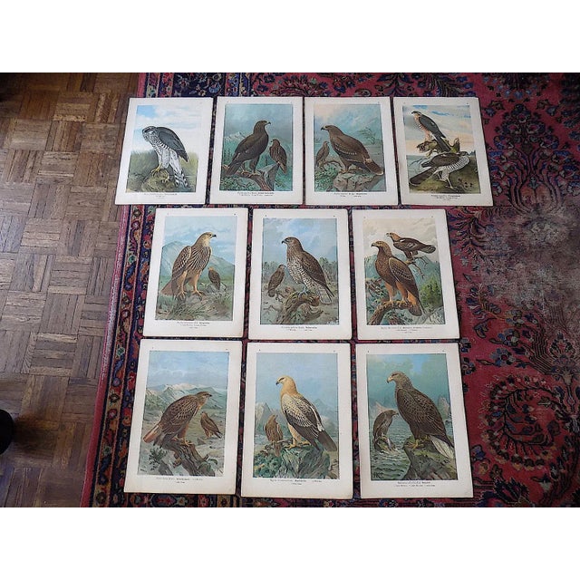 Blue Authentic Antique 19th Century Large Folio Birds of Prey Lithographs - Set of 10 For Sale - Image 8 of 9