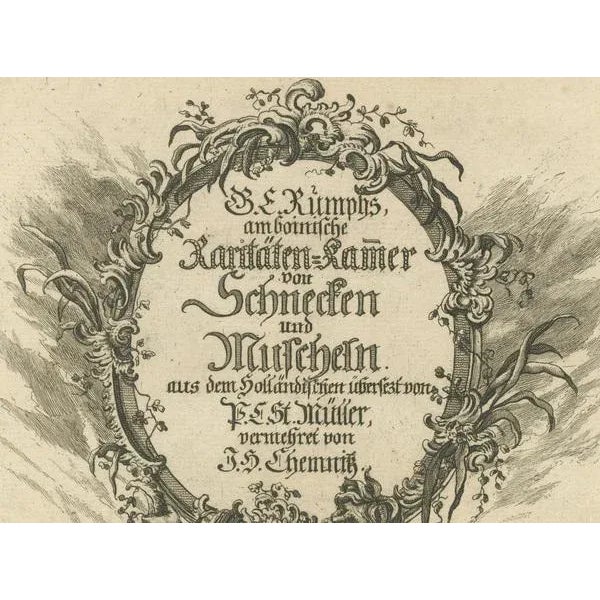 German Frontispiece of Rumphius Cabinet of Curiosities, 1765, Paper For Sale - Image 3 of 7