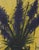 Bernard Buffet, Lilacs, Lithograph For Sale - Image 5 of 7