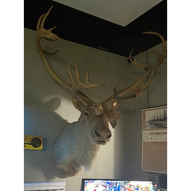 Vintage Caribou Taxidermy Mount – Impressive Oversized Antler Rack For Sale - Image 4 of 9