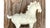Ceramic Vintage Asian Ceramic Tang Dynasty Style Horse For Sale - Image 7 of 12