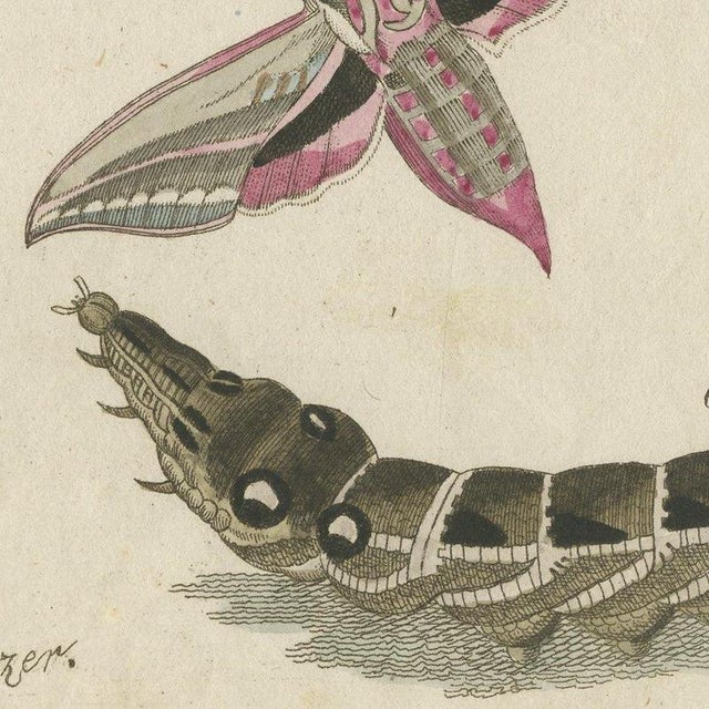 Bertuch, Elephant Hawk Moth and Hawk Moth Caterpillars, 1805, Print For Sale - Image 6 of 12