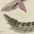 Bertuch, Elephant Hawk Moth and Hawk Moth Caterpillars, 1805, Print For Sale - Image 6 of 12