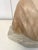 Antique Victorian Alabaster Bust, 1860 For Sale - Image 10 of 14
