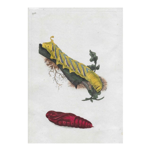 1802 British Butterfly Larva Hand Colored Engraving For Sale