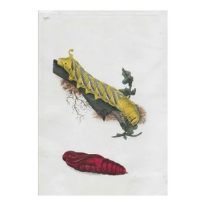 1802 British Butterfly Larva Hand Colored Engraving