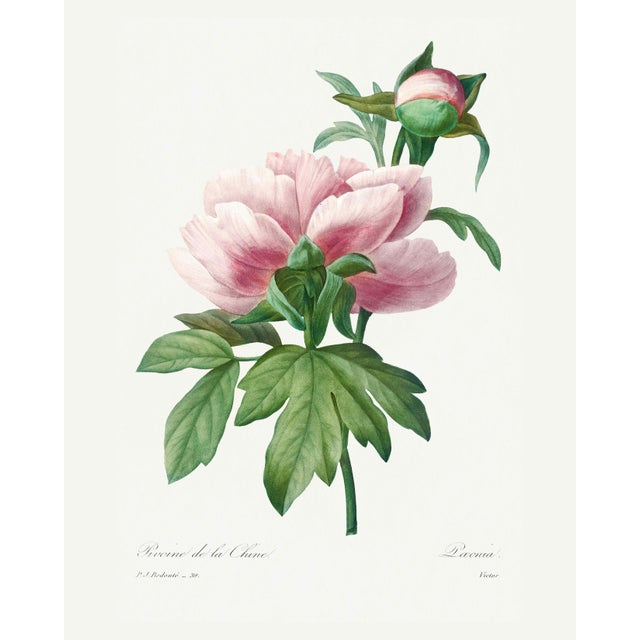 Peony by Pierre-Joseph Redouté, Vintage Botanical Art Print, 16" X 20" For Sale