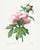 Peony by Pierre-Joseph Redouté, Vintage Botanical Art Print, 16" X 20" For Sale
