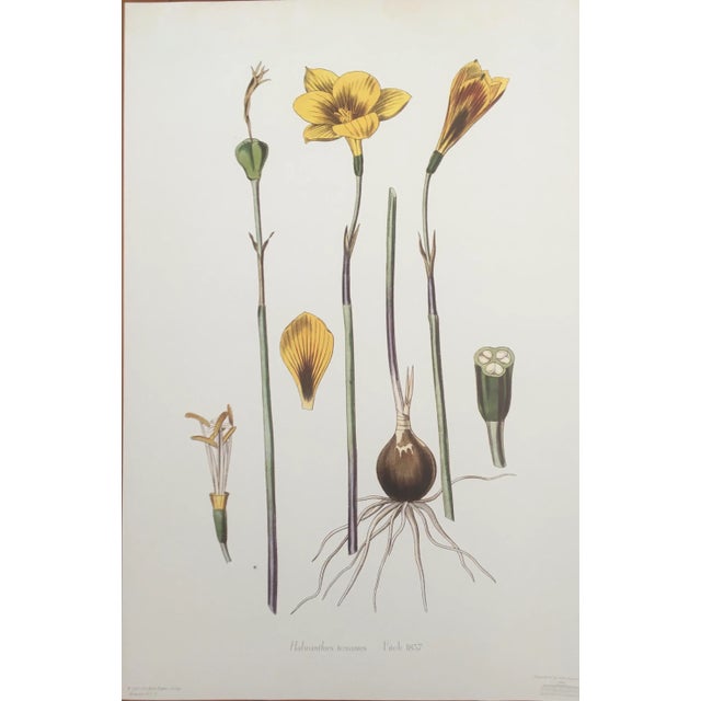 1990s 1990s Royal Kew Gardens “Varieties of Crocus” Lithographs - Set of 6 For Sale - Image 5 of 9