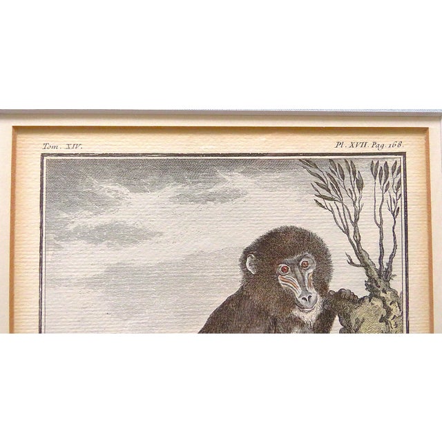 French 1 of 3 18th Century French Hand Colored George-Louis Leclerc Comte De Buffon Monkeys Copper Engravings Framed Antique - Mandrill Femelle For Sale - Image 3 of 7