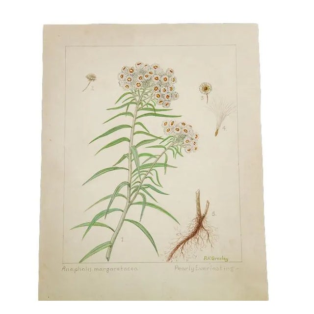 "Pearly Everlasting" Botanical Watercolor Painting by Rh Greeley For Sale