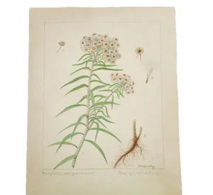 "Pearly Everlasting" Botanical Watercolor Painting by Rh Greeley