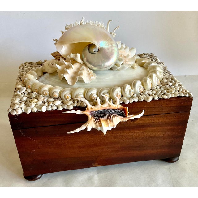 Antique Shell Collectors Box | Chairish