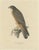 Severeyns, The Grasshopper Buzzard, 1850, Print For Sale - Image 5 of 5