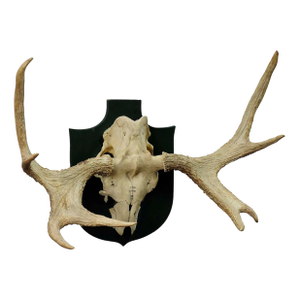 Moose Trophy From a Noble Estate in Germany Shot in Oeland 1956
