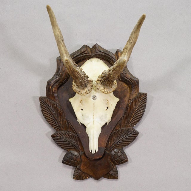 Black Forest Roe Deer Trophy on Carved Plaque, Germany Ca. 1960s For Sale - Image 4 of 4