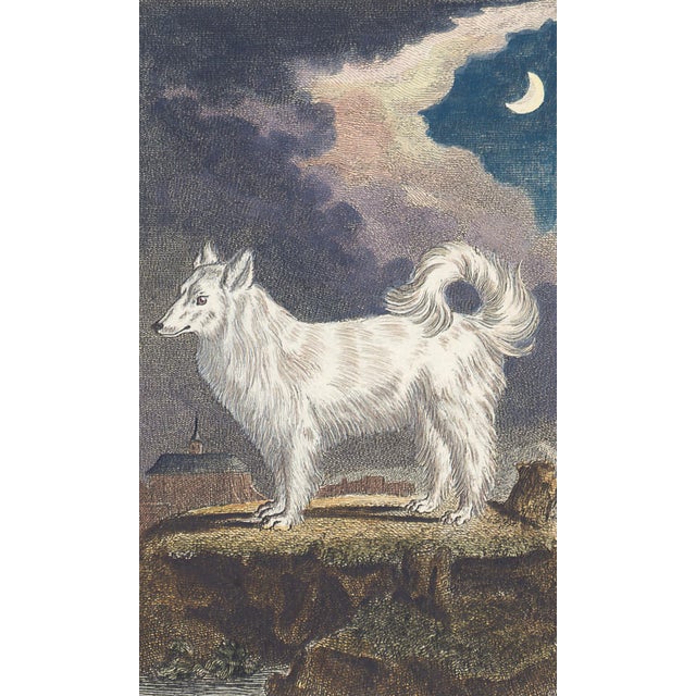 This charming hand-colored 1758 engraving is one of the oldest available prints of a dog. Taken from the 10th volume...