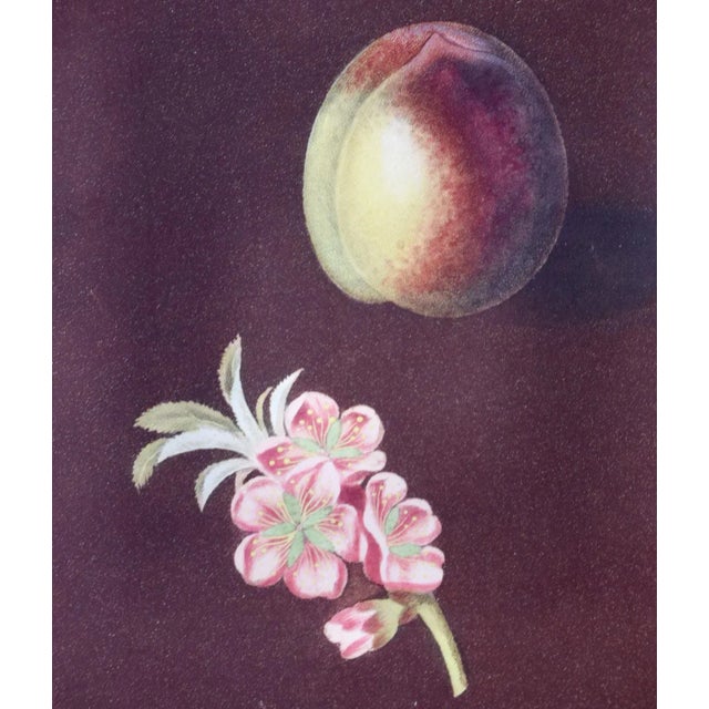 Early 19th Century Peaches, Nectarines: George Brookshaw 'S 19th C. Framed Hand-Colored Aquatint, 1804 For Sale - Image 5 of 8