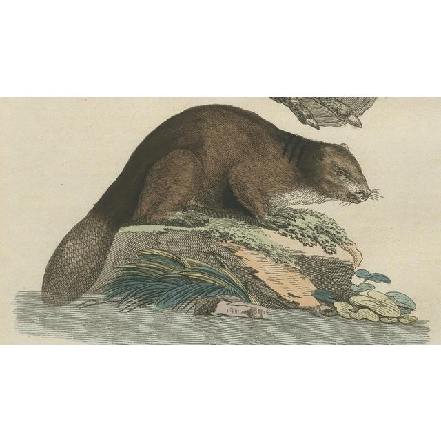 Bertuch, Beaver with Webbed Feet, 1792, Engraving For Sale - Image 4 of 9