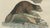 Bertuch, Beaver with Webbed Feet, 1792, Engraving For Sale - Image 4 of 9
