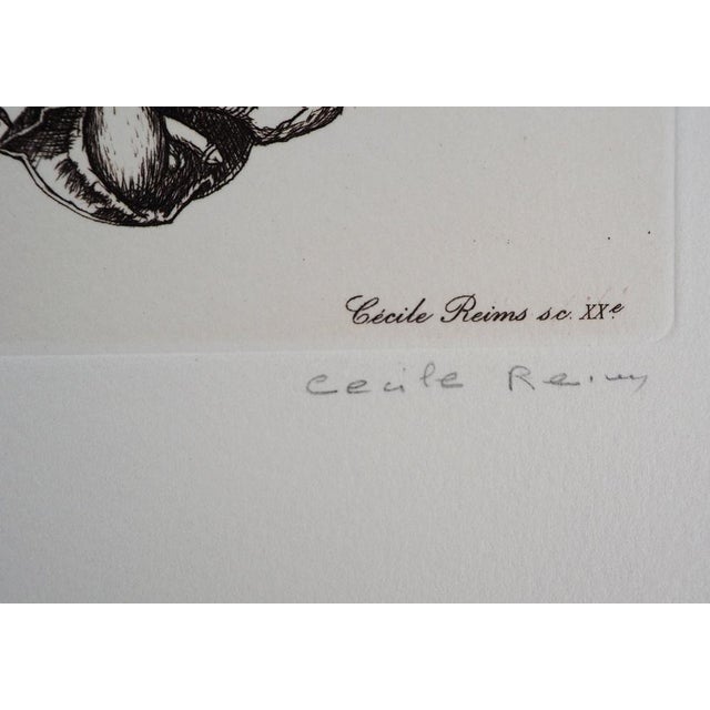 Cecile Reims The Knight Original engraving Hand signed and signed in the plate Numbered out of 59 copies On Vellum of 38 x...