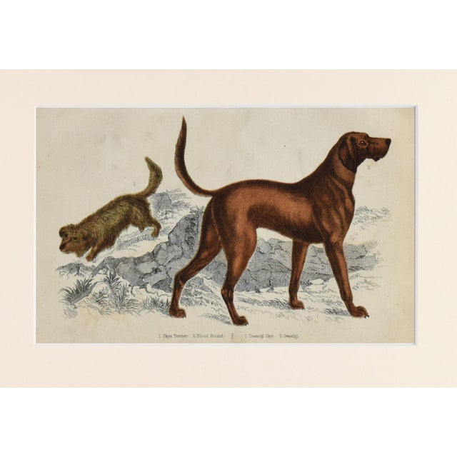 English 19th Century English Handcolored Hunting Dog/ Hound Engraving by Goldsmith For Sale - Image 3 of 5