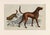 English 19th Century English Handcolored Hunting Dog/ Hound Engraving by Goldsmith For Sale - Image 3 of 5