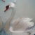 Handcrafted Suzhou Embroidery Swan Water Scene Wall Art – Double-Sided Silk Embroidery Decorative Panel For Sale - Image 10 of 10
