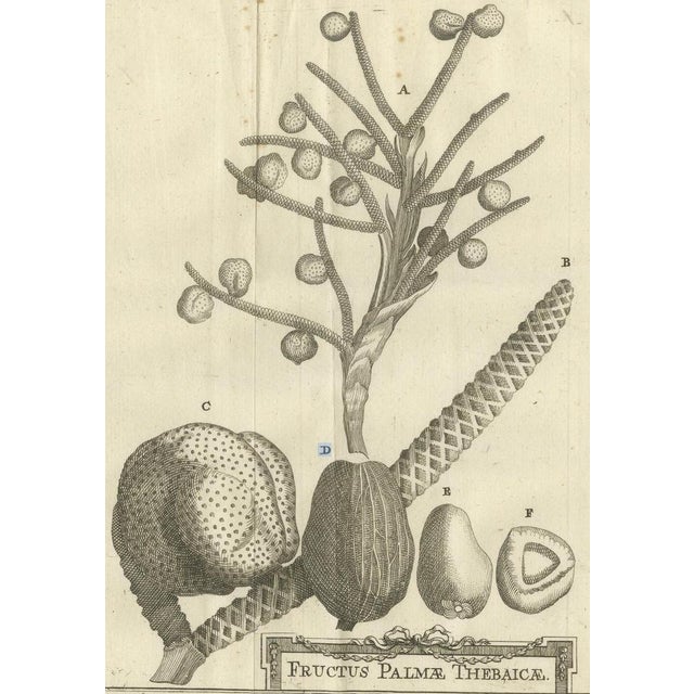Late 18th Century Fruits of the Theban Palm, 1776, Paper For Sale - Image 5 of 10